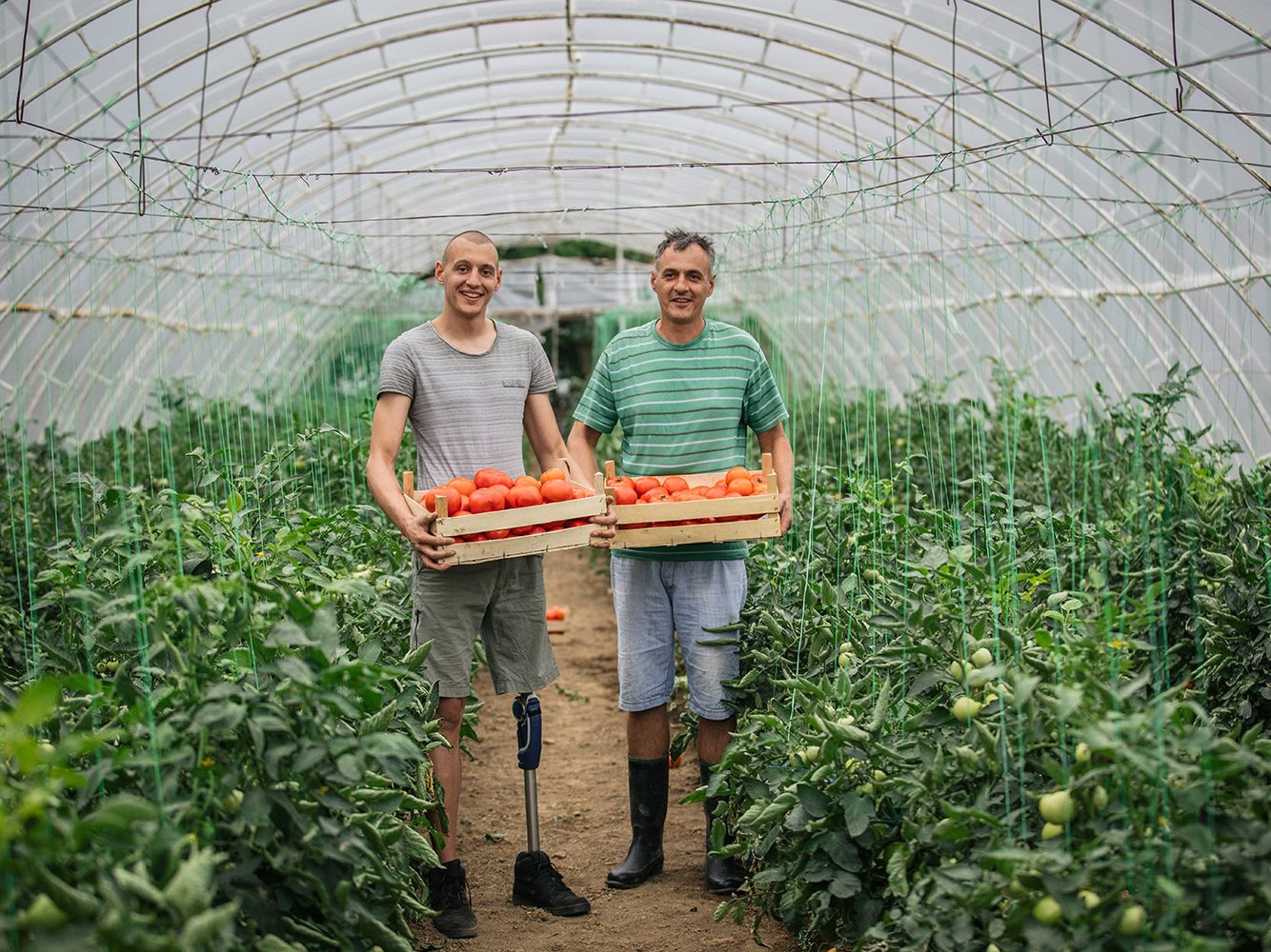 Growing Tomatoes in a Greenhouse