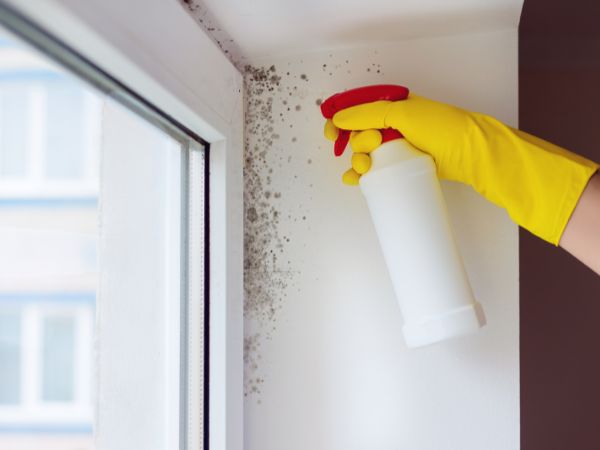 Cleaning mould off wall