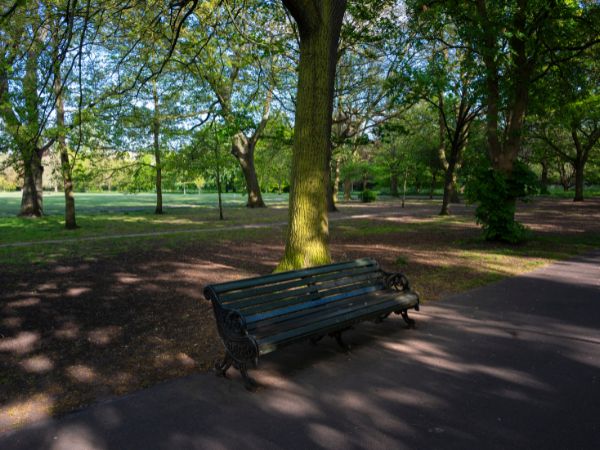 A park with a bench in a shady spot