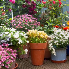 A small yard filled with multiple coloured flowers in pots