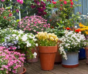 A small yard filled with multiple coloured flowers in pots