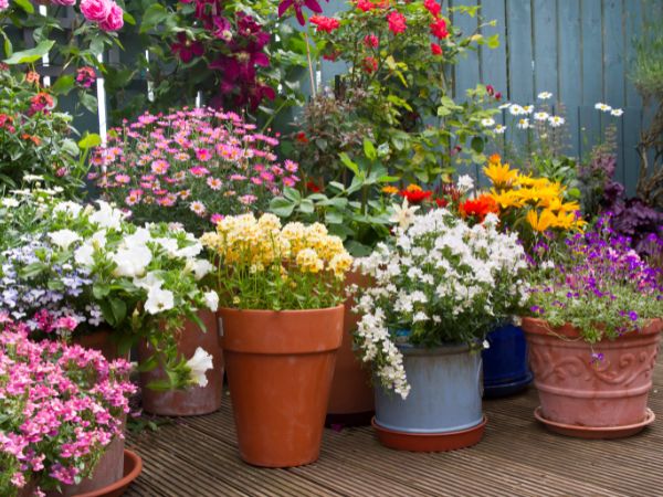 A small yard filled with multiple coloured flowers in pots