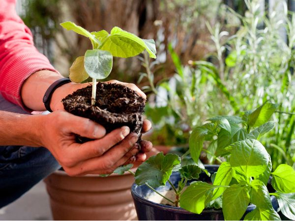 Hands holding a small pot with seedling